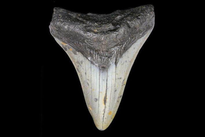 Juvenile Megalodon Tooth - North Carolina #147738